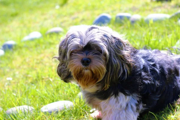 Yavru bir yaz gününde açık havada 