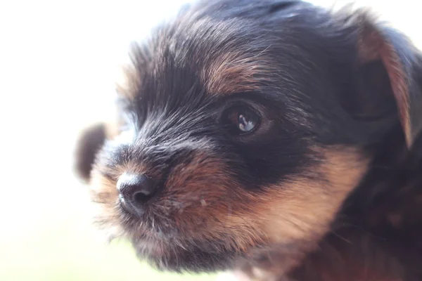 Puppies outdoors on a summers day — Stock Photo, Image