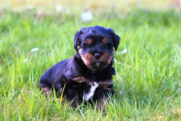 Yavru bir yaz gününde açık havada 