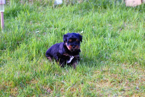 Yavru bir yaz gününde açık havada 