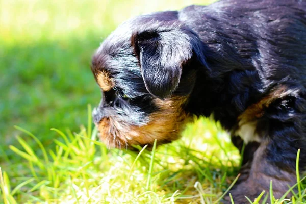 Yavru bir yaz gününde açık havada 
