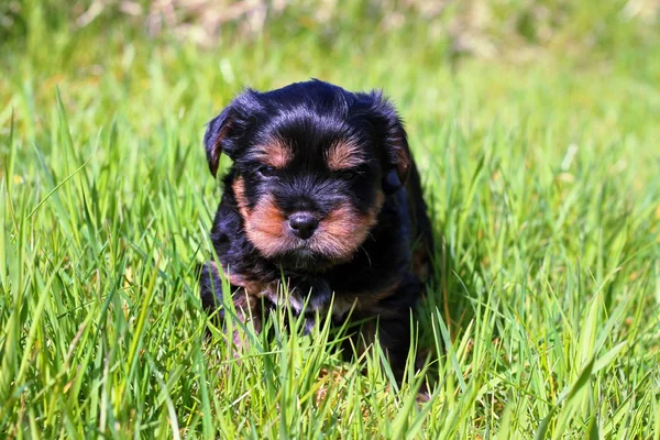 Yavru bir yaz gününde açık havada 