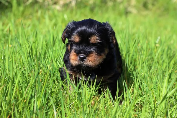 Yavru bir yaz gününde açık havada 