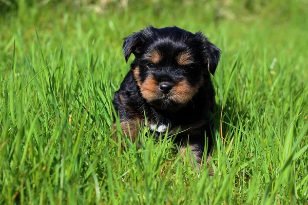 Yavru bir yaz gününde açık havada 