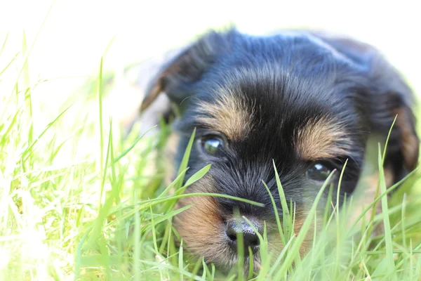 Yavru bir yaz gününde açık havada 