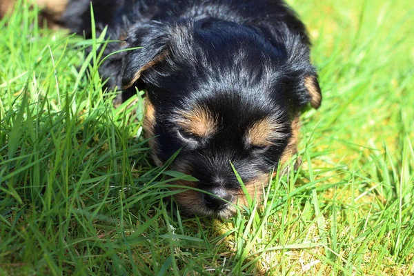 Yavru bir yaz gününde açık havada 