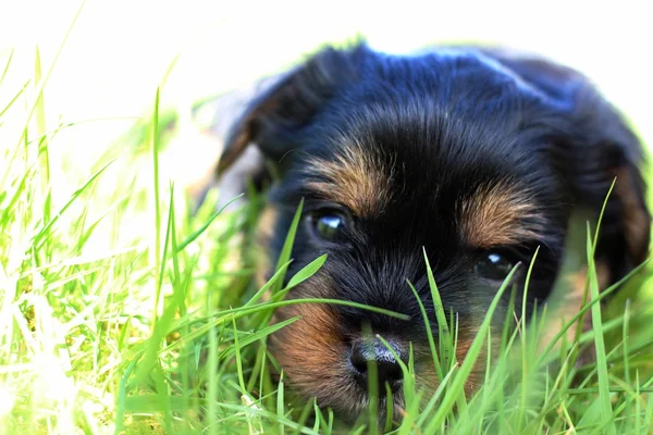 Puppy's buitenshuis op een zomers dag — Stockfoto