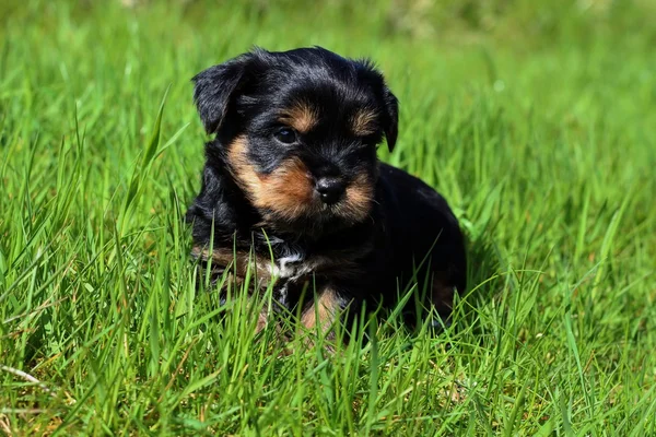Yavru bir yaz gününde açık havada 