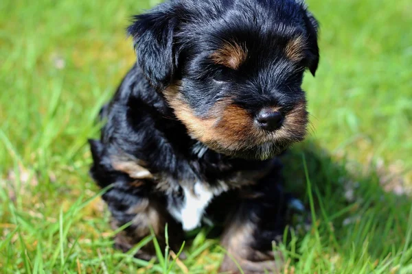 Cuccioli all'aperto in un giorno d'estate — Foto Stock