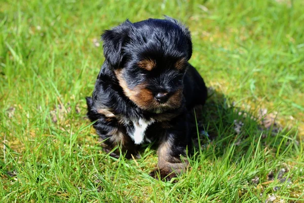 Yavru bir yaz gününde açık havada 