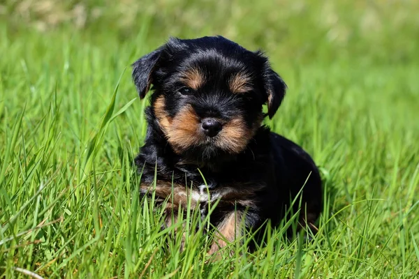 Cuccioli all'aperto in un giorno d'estate — Foto Stock