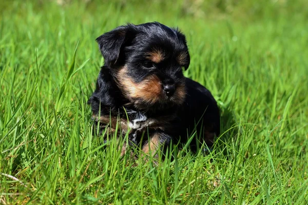 Yavru bir yaz gününde açık havada 