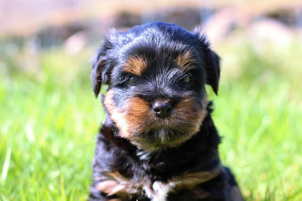 Yavru bir yaz gününde açık havada 