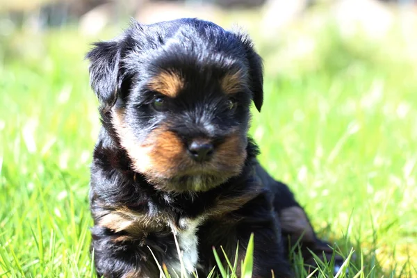 Puppies outdoors on a summers day — Stock Photo, Image