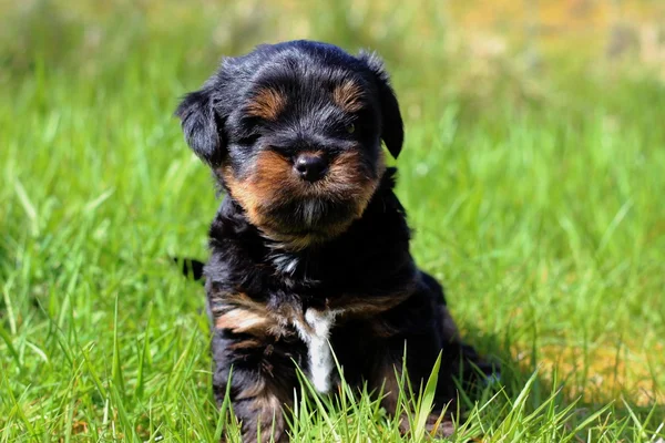 Cuccioli all'aperto in un giorno d'estate — Foto Stock