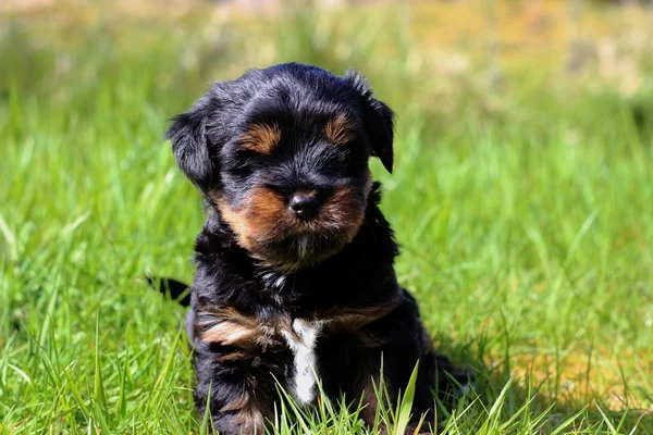 Cuccioli all'aperto in un giorno d'estate — Foto Stock