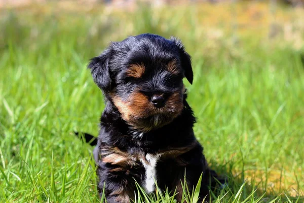 Yavru bir yaz gününde açık havada 