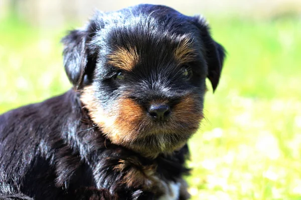 Puppies outdoors on a summers day — Stock Photo, Image