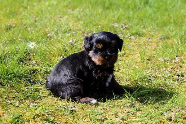 Yavru bir yaz gününde açık havada 