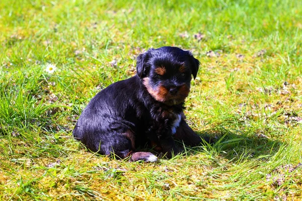 Yavru bir yaz gününde açık havada 