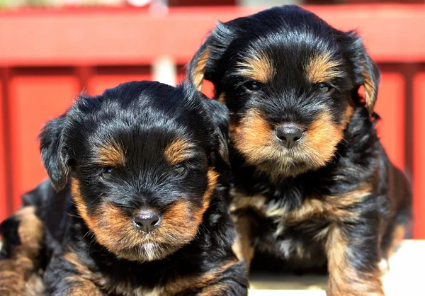 Yavru bir yaz gününde açık havada 