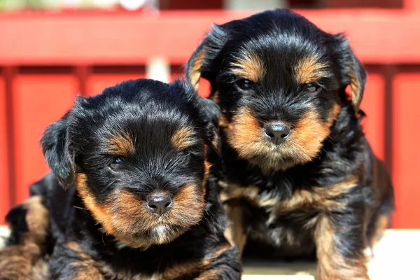 Yavru bir yaz gününde açık havada 