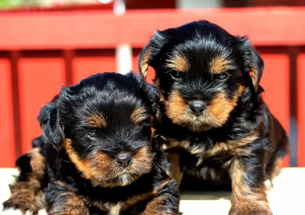 Yavru bir yaz gününde açık havada 