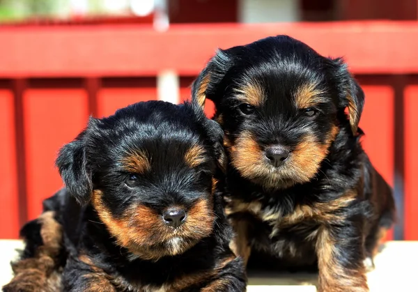 Yavru bir yaz gününde açık havada 