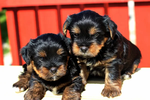 Yavru bir yaz gününde açık havada 