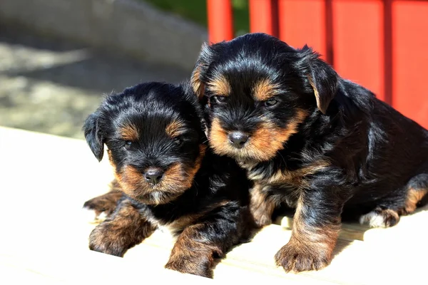 Yavru bir yaz gününde açık havada 