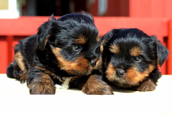 Yavru bir yaz gününde açık havada 