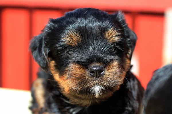 Cuccioli all'aperto in un giorno d'estate — Foto Stock