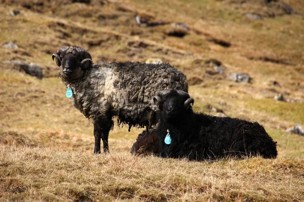 Вівці на островах Ферхо — стокове фото