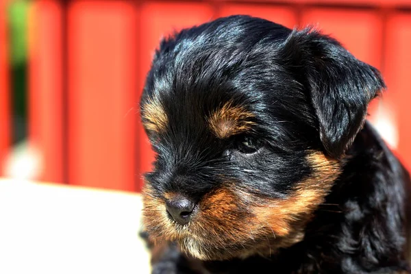 Yavru bir yaz gününde açık havada 