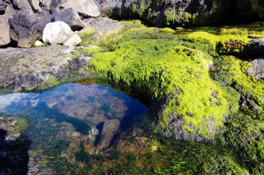 Faroe dili vahşi bitki