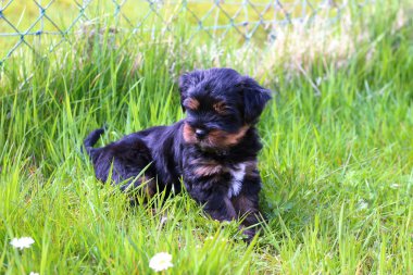 Tatlı yavru oynarken