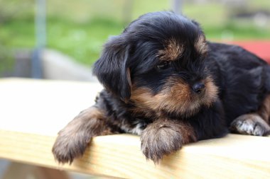 Tatlı yavru oynarken