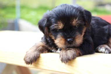 Tatlı yavru oynarken