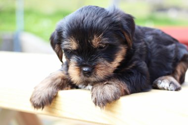 Tatlı yavru oynarken