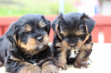 Tatlı yavru oynarken