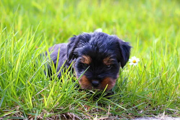 Doces cachorros brincando — Fotografia de Stock