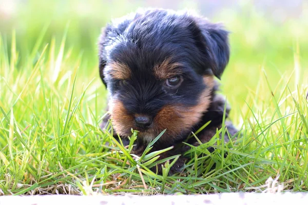 Doces cachorros brincando — Fotografia de Stock