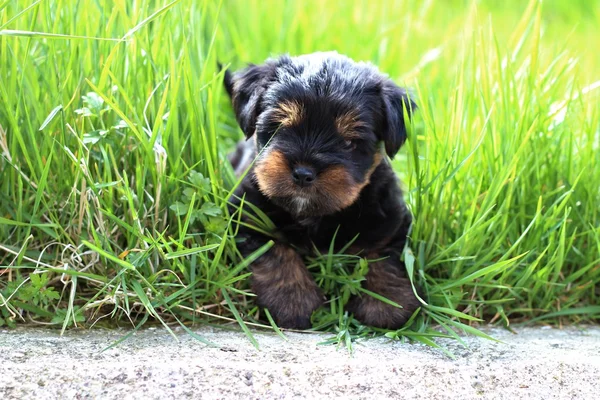 Doces cachorros brincando — Fotografia de Stock