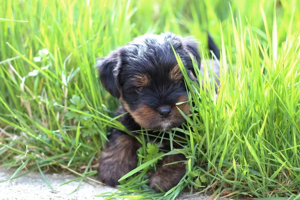 Sweet puppies playing — Stock Photo, Image