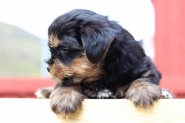 Doces cachorros brincando — Fotografia de Stock