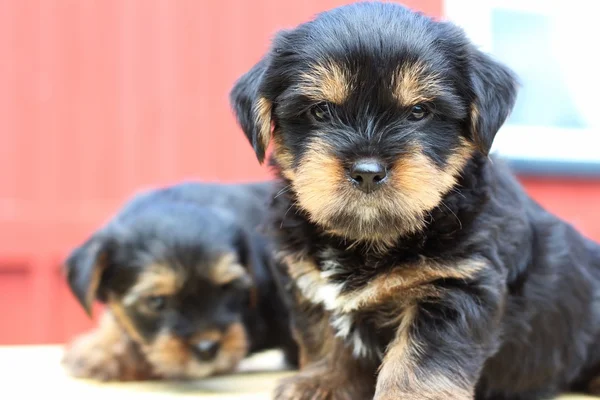 Doces cachorros brincando — Fotografia de Stock