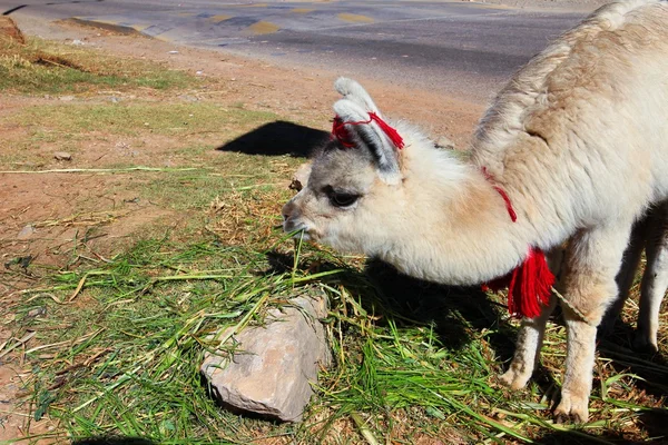 Лама з Перу — стокове фото
