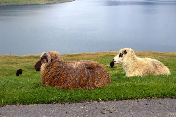 Vilda djur i Färöarna — Stockfoto