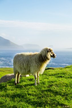 Faroe Adaları'nda yaban hayatı 
