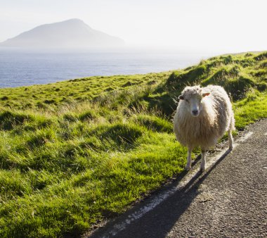 Faroe Adaları'nda yaban hayatı 